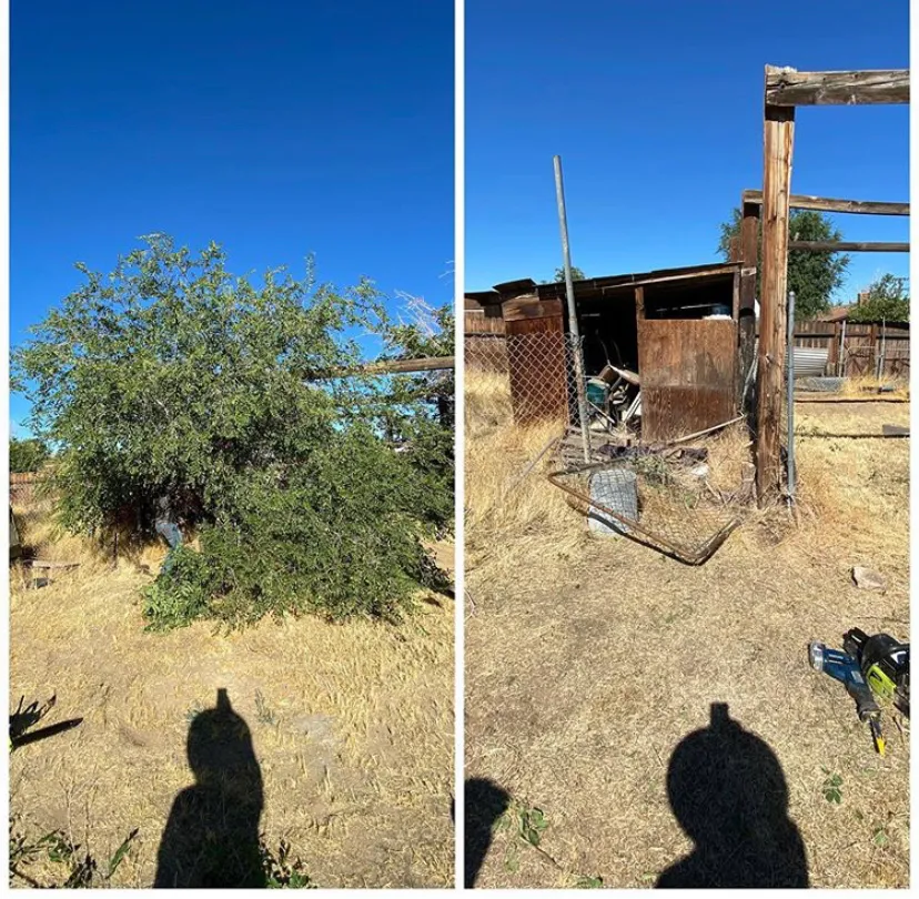 Before and after tree removal service