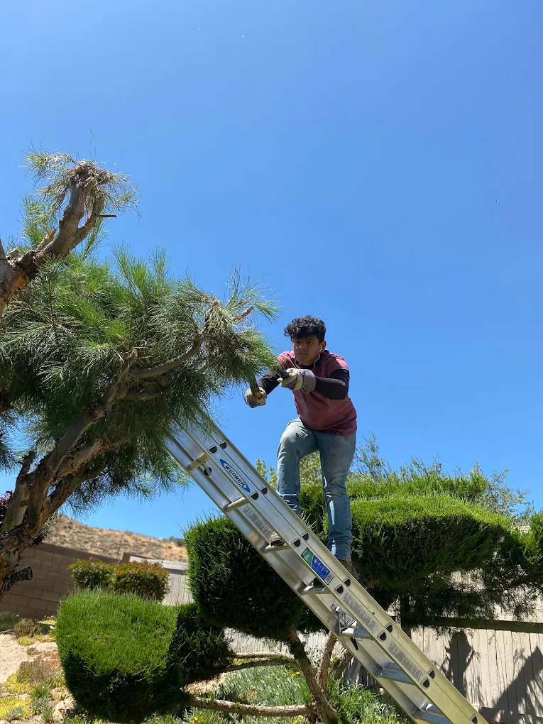 Expert tree trimming and pruning
